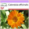 Бархатцы горшочные - 50 семян - Calendula officinalis