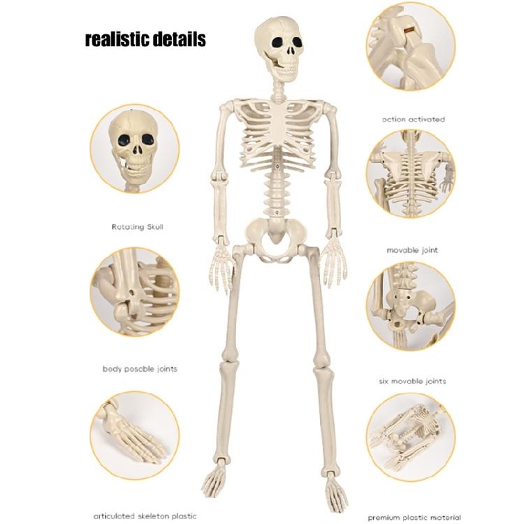 Реалистичный Подвесной Скелет во Весь Рост с Подвижными Суставами Реквизит для Хэллоуина, Дома с Привидениями, Ужасное Украшение Черепа
