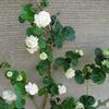 white jasmine 3-year seedling 2 plants