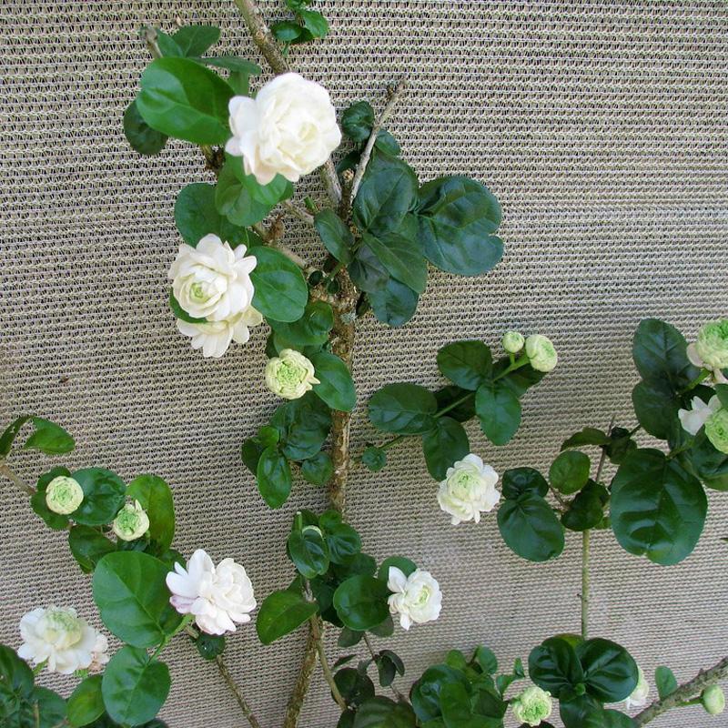 Changbaosen Tiger Head Jasmine Potted Plant