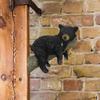 Funny Black Bear Napping Hanging Out In A Tree Figurine - Outdoor Tree Decor & Garden Sculpture