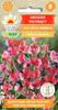 Sweet Peas Old Spice America Flower Seeds for the Garden Large Yields