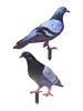 Garden Pigeon Outdoor Space Package Content Specifications