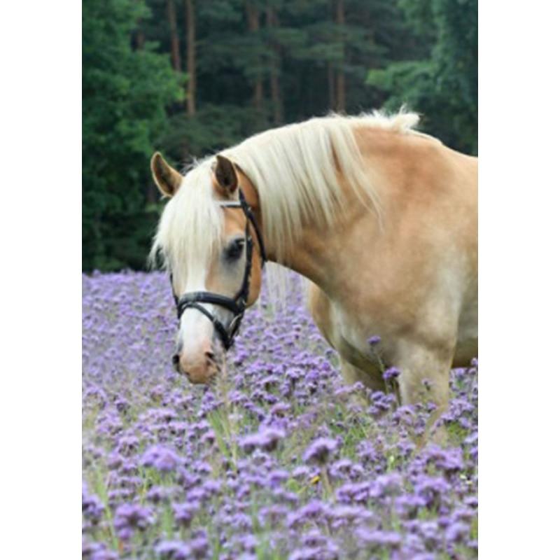 Новый 5D DIY пейзаж алмазная живопись Лошадь Алмазная вышивка животное вышивка крестиком полная круглая дрель домашний декор ручной подарок