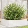 VidaXL Planter White 80x80x23 Cm Solid Pine Wood, Outdoor Planter, Flower Box, Plant Box, Planter 847199