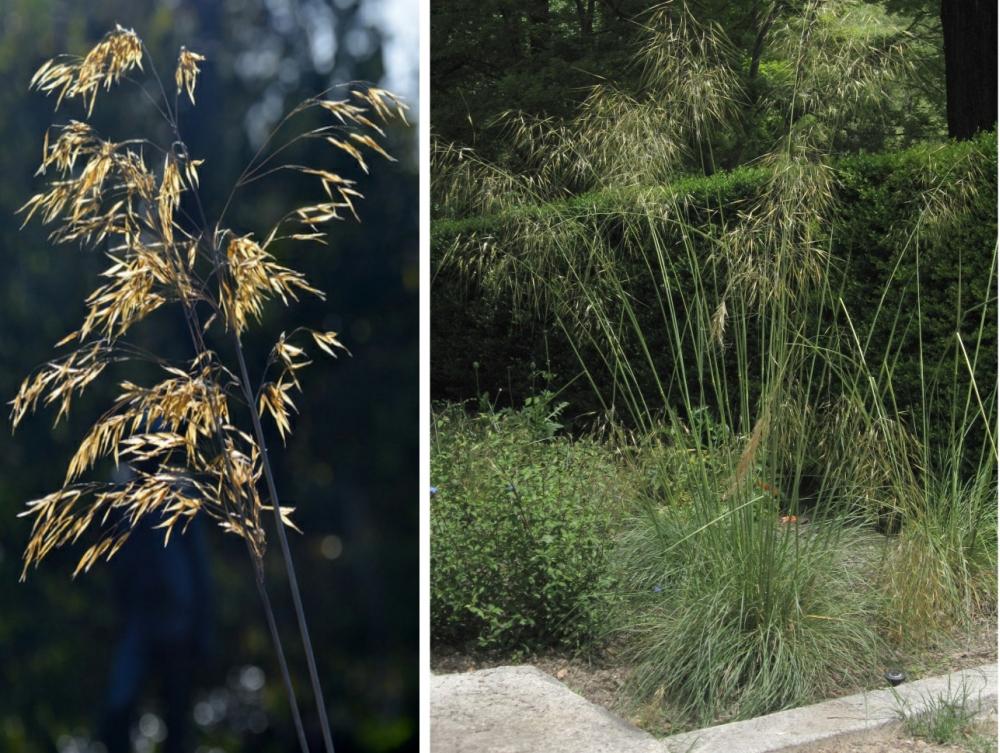 SAFLAX Garden in the Bag - Ковыль гигантский - 10 семян - С субстратом в подходящем пакете - Stipa gigantea