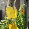 20Pcs Strong  Traps  Sticky Board Catching Aphid  Pest