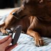Replaceable Sandpaper Dog Nail File Board Portable Puppy Nail File  Pet Grooming Cleaning