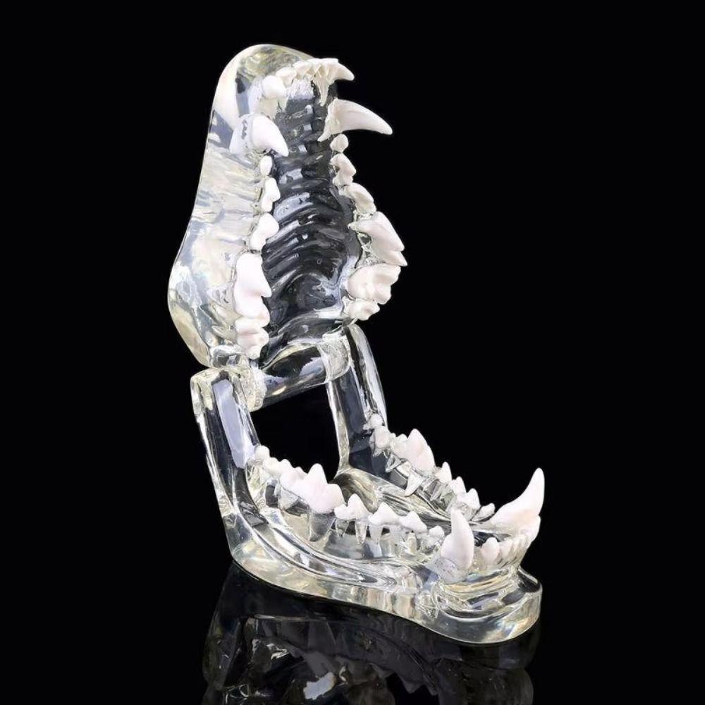 Educational Dog Tooth Model Transparent Dental Teaching Canine Animals Oral Tooth Jaw Decoration