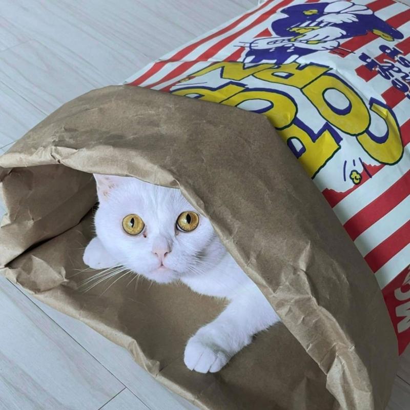 Мешок для попкорна Кошачья палатка Игрушка Игровой тоннель Палатка Дом Собаки Крафт-бумажный пакет Укрытие Тоннель Игрушка для развлечения питомцев в помещении