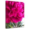 Canvas Print Peony Pink Flower Nature