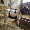 Adjustable Strap Livestock Anti Breeding Apron Breathable Anti Mating Apron  For Goats Sheep