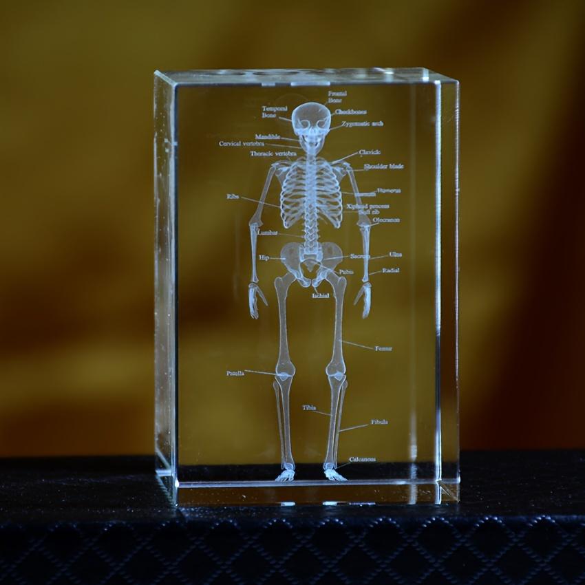 3D Кристаллическая модель анатомии человеческого скелета Лазерная гравировка Медицинский обучающий инструмент Научный подарок для врачей Медицинское искусство Подарок