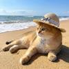 Adjustable Chin Strap Cat Straw Hat Breathable Sun Protection Hat Pet Lace Bow Hat  Photo Props