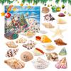2025 Seashells Advent Calendar,24 Days of Christmas Countdown Toys Learning Collection Seashells Model for Kids Adults