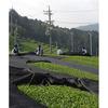 Shizuoka Prefecture Kakegawa Production First Harvest Tea 100 Green Leaves Deep Steamed Kabuse Covered Superior 100gExtreme 1 Bag