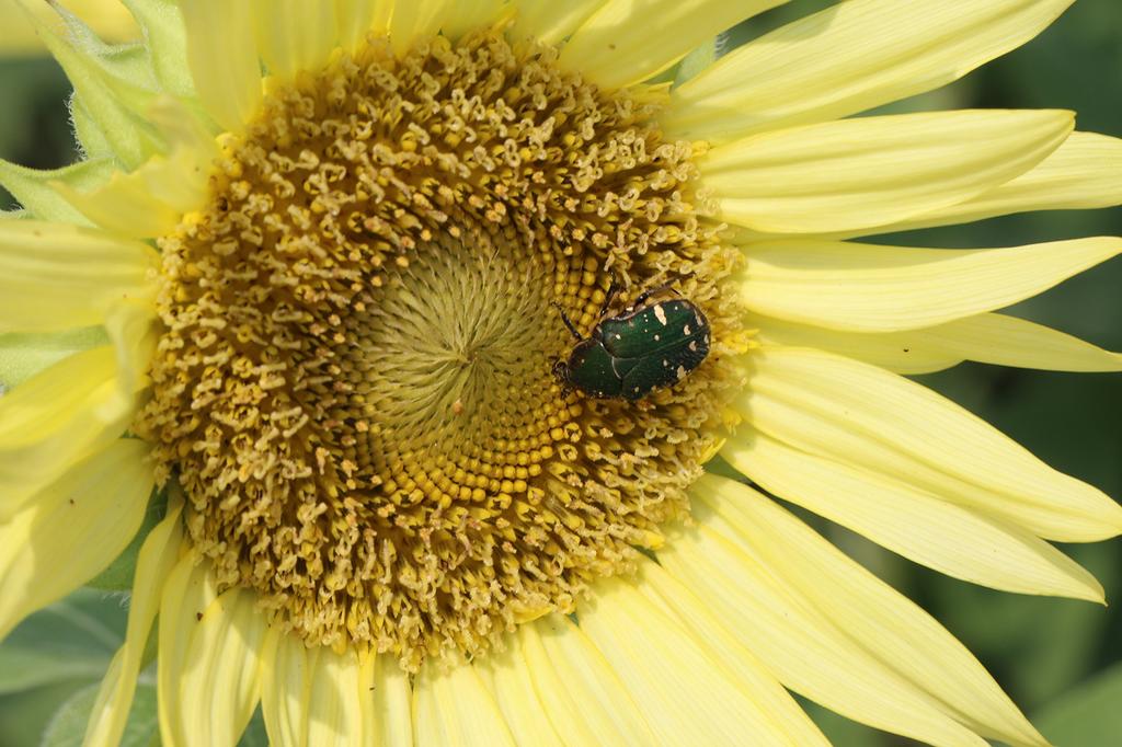 Canon Однофокусный макрообъектив EF100mm Macro USM полноразмерный совместимый F2.8