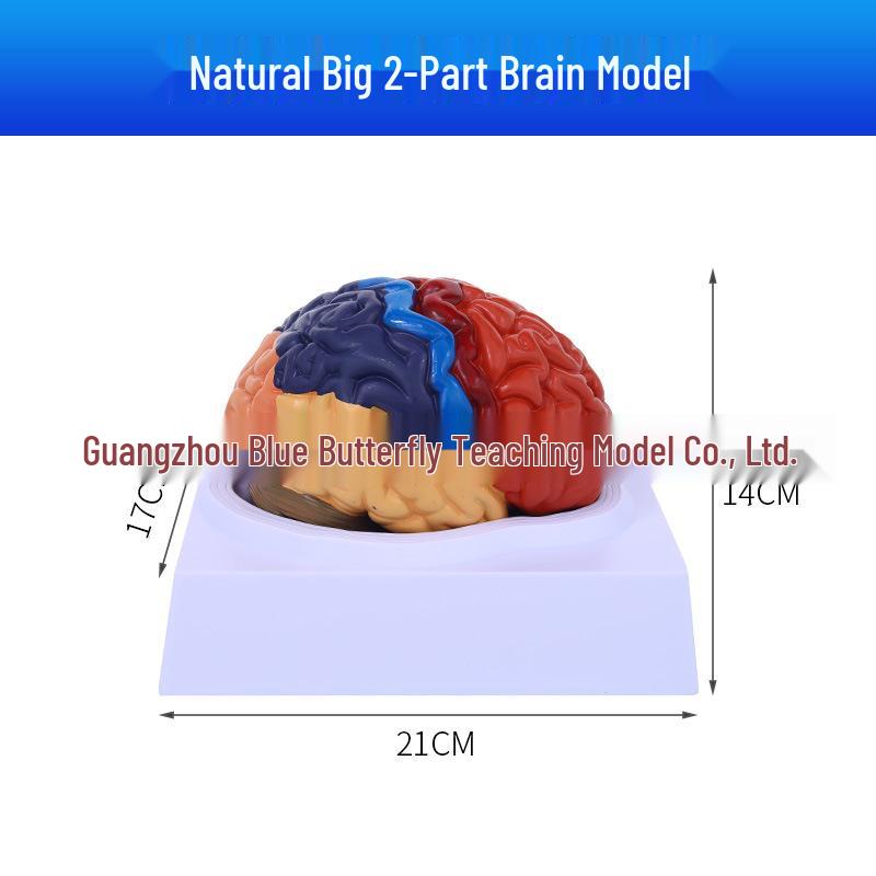 Color-Coded 1:1 Brain Function Partition Model - Teaching Simulation Tool