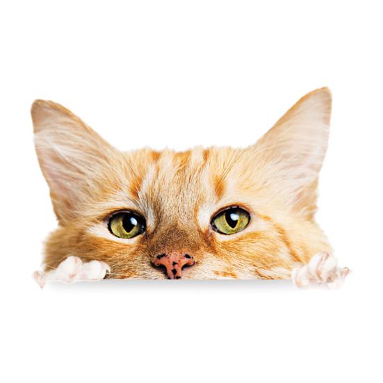 Яркие забавные водонепроницаемые наклейки с котом, легко удаляемые наклейки для украшения ванной комнаты