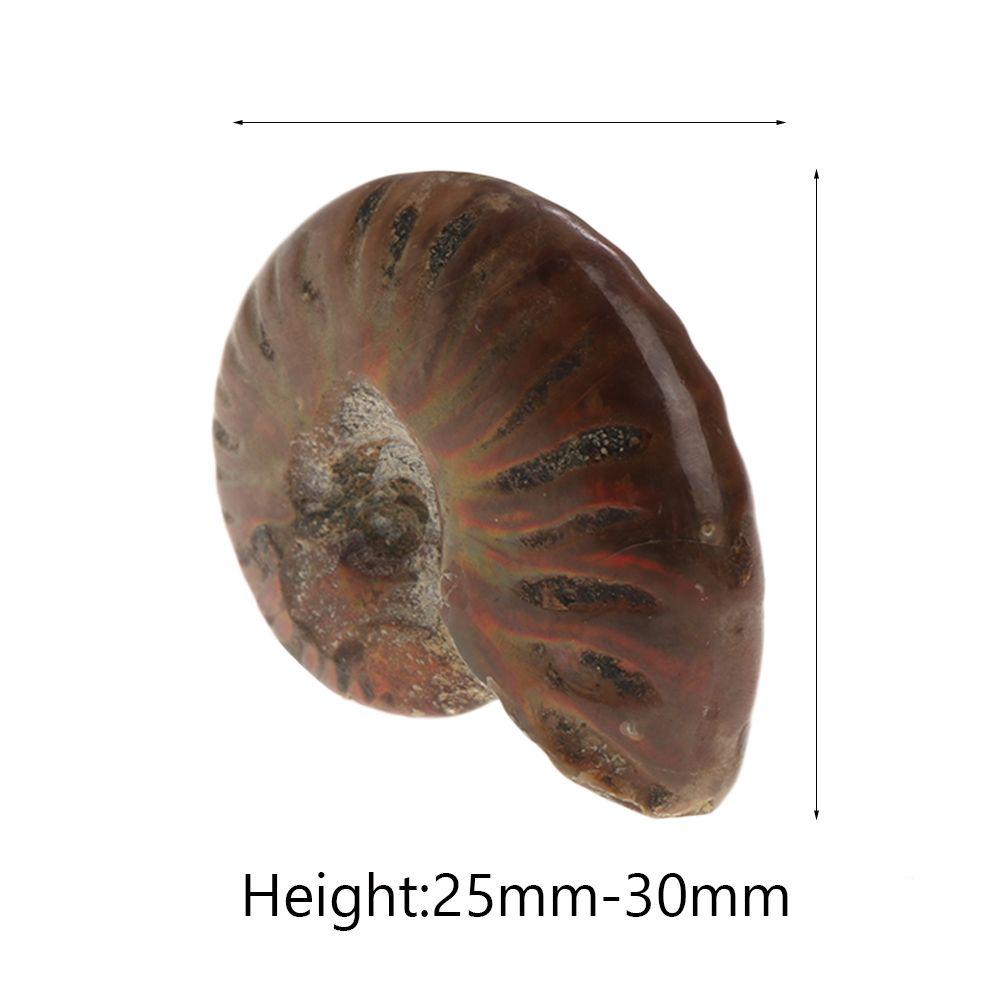 Crystal Collectibles Specimen Fossil Ammolite Facet Madagascar Stone Natural Iridescent Ammonite