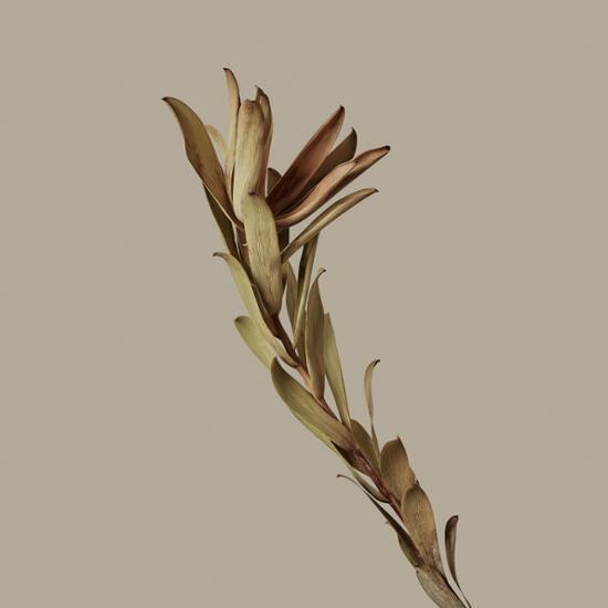 Sovonn Восстанавливающий крем Green Cica Derma 40 мл