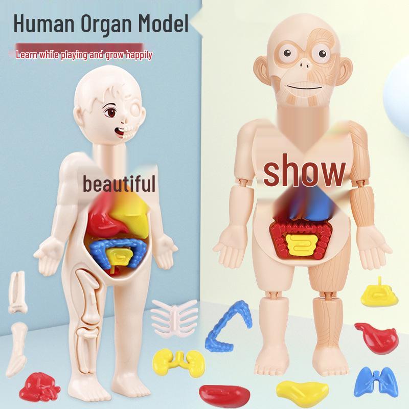 Игрушка-модель человеческого органа «Сделай сам» для STEAM-научного образования