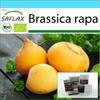 Подарочный набор - Органический - Репа - Голдана - 500 семян - С подарочной коробкой, карточкой, этикеткой и субстратом для горшков - Brassica rapa