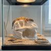 Lifelike Dinosaur Landscape Ornament 3D Printed Fish Hollow Shelter Fish Tank Ornament  Terrarium