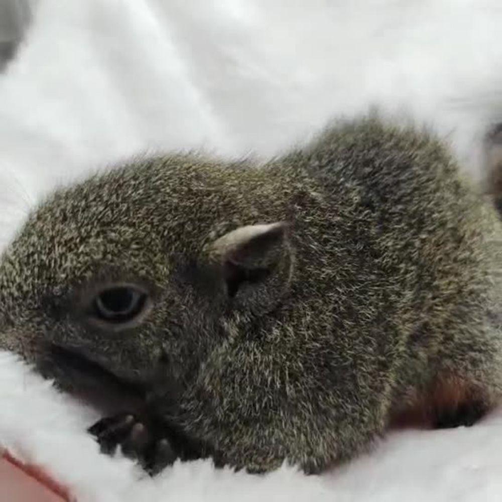 Мода Двухслойный Плюшевый Спальный Мешок для Домашних Животных Кровати для Белок Гамак для Домашних Животных Клетка для Хомяка