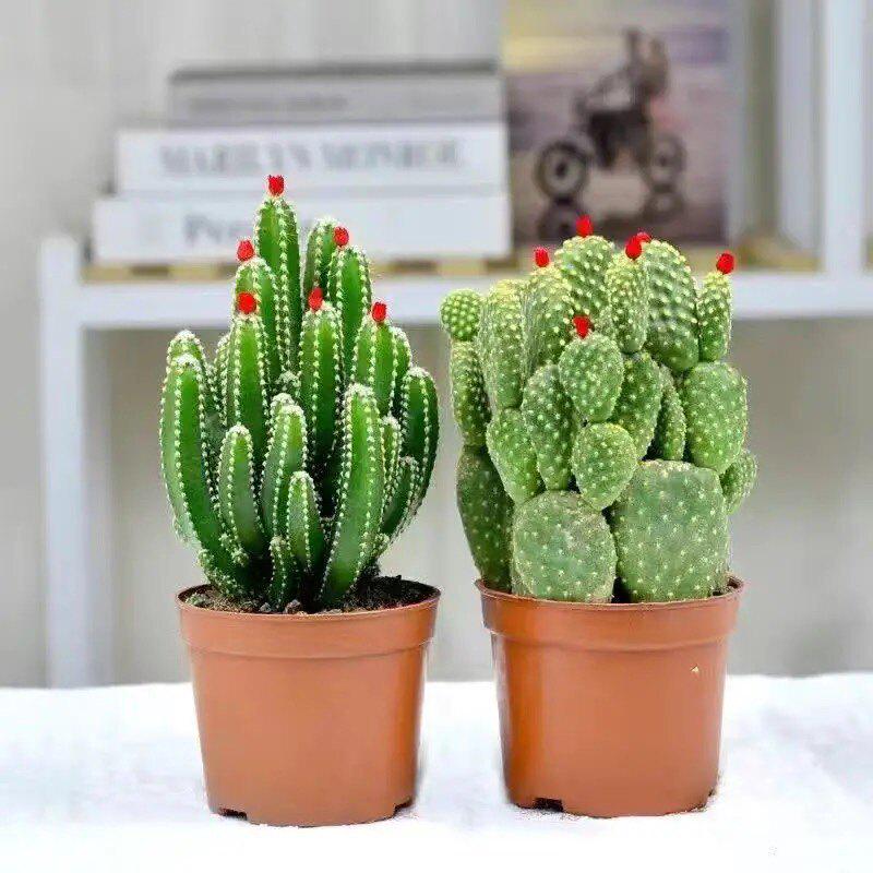 Easy-Care Succulent Arrangement: Wealth-Attracting Mountain Cacti & Flowers for Office or Living Room Décor
