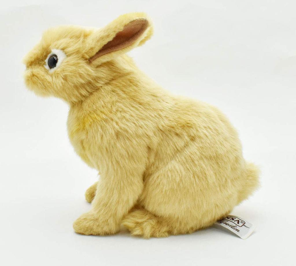 BH7022 HANSA Netherland Dwarf 21
