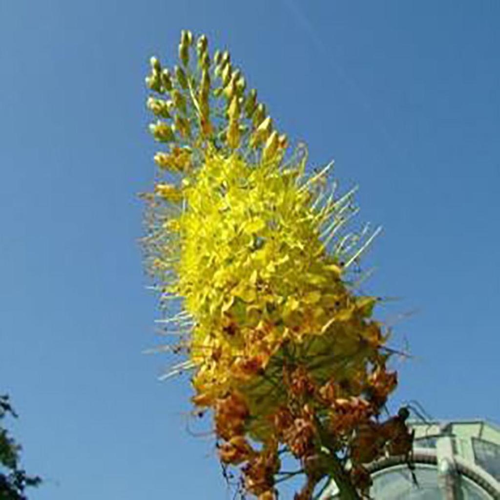 Садовые 100 шт. семена эремуруса лисохвост лилии луковицы выносливые многолетние декоративные растения