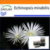Garden in the Bag - Flower of Adoration - 40 семян - С субстратом в подходящем пакете - Echinopsis mirabilis
