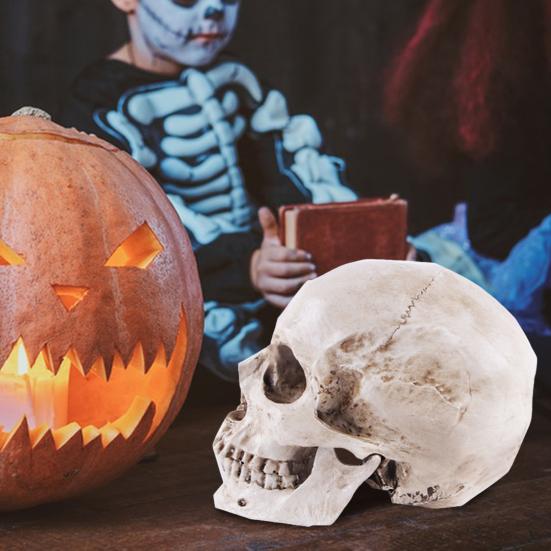 Skull Model Realistic Removable Jawbone Educational Human Skull Model Study Halloween Props Teaching Supplies