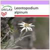 Эдельвейс - 500 семян - Leontopodium alpinum