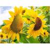 Алмазная картина, вышивка крестиком, полная круглая дрель, голубое небо, подсолнух, Алмазная вышивка