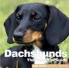 Книга Dachshunds : The Essential Guide