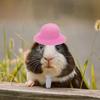 2023 Милая декоративная шапка с ремешком для лягушки, кролика, эластичная шапка для хомяка, шлем для кур, шапка для птиц, шапка для цыпленка