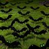 6PCS Luminous Bat Glowing Eye Bat Garden Stake Realistic Bat Card Insertion Haunted House