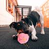 Dog Treat Ball Toy Squeaky Interactive Pet Feeder Toy Dog Chew Ball Food Dispenser for Teeth Grinding