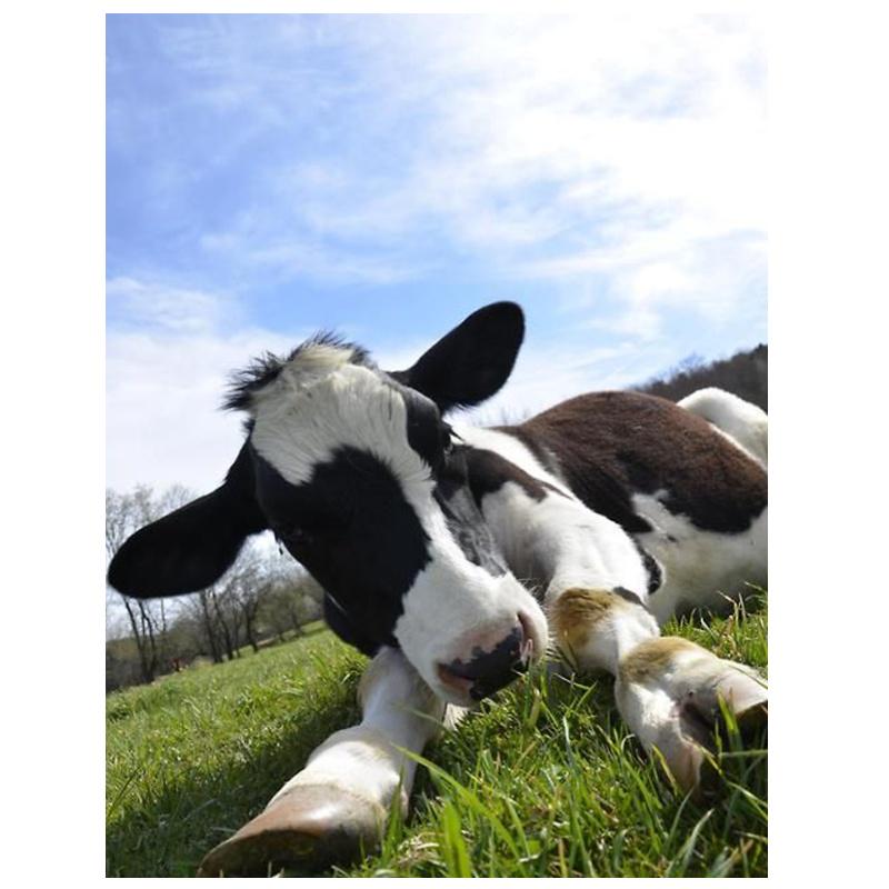 Алмазная картина Корова 5D Алмазная картина Вышивка крестом Алмазная картина Полный набор сверл Горный хрусталь