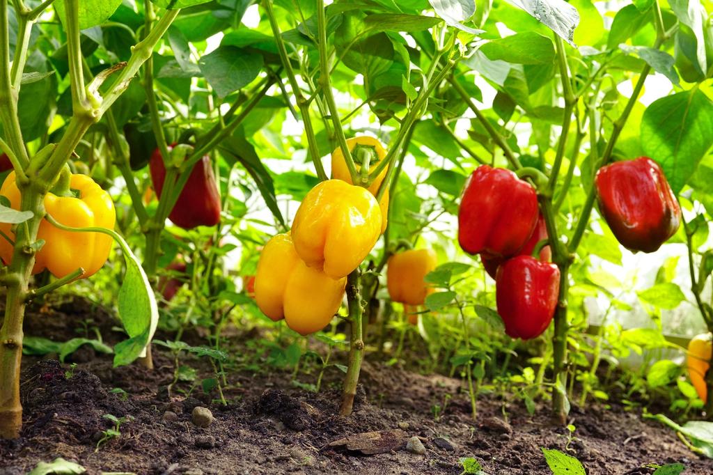 SAFLAX Organic - Sweet Pepper - California Wonder Red - 20 Seeds - Capsicum Annuum