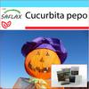 Подарочный набор - Тыква - Тыква-фонарь - 10 семян - С подарочной коробкой, открыткой, этикеткой и субстратом для горшечных культур - Cucurbita pepo