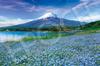 Epoch 1000 Piece Jigsaw Puzzle Nemophila Blooming Fuji - Yamanashi (50 X 75cm)