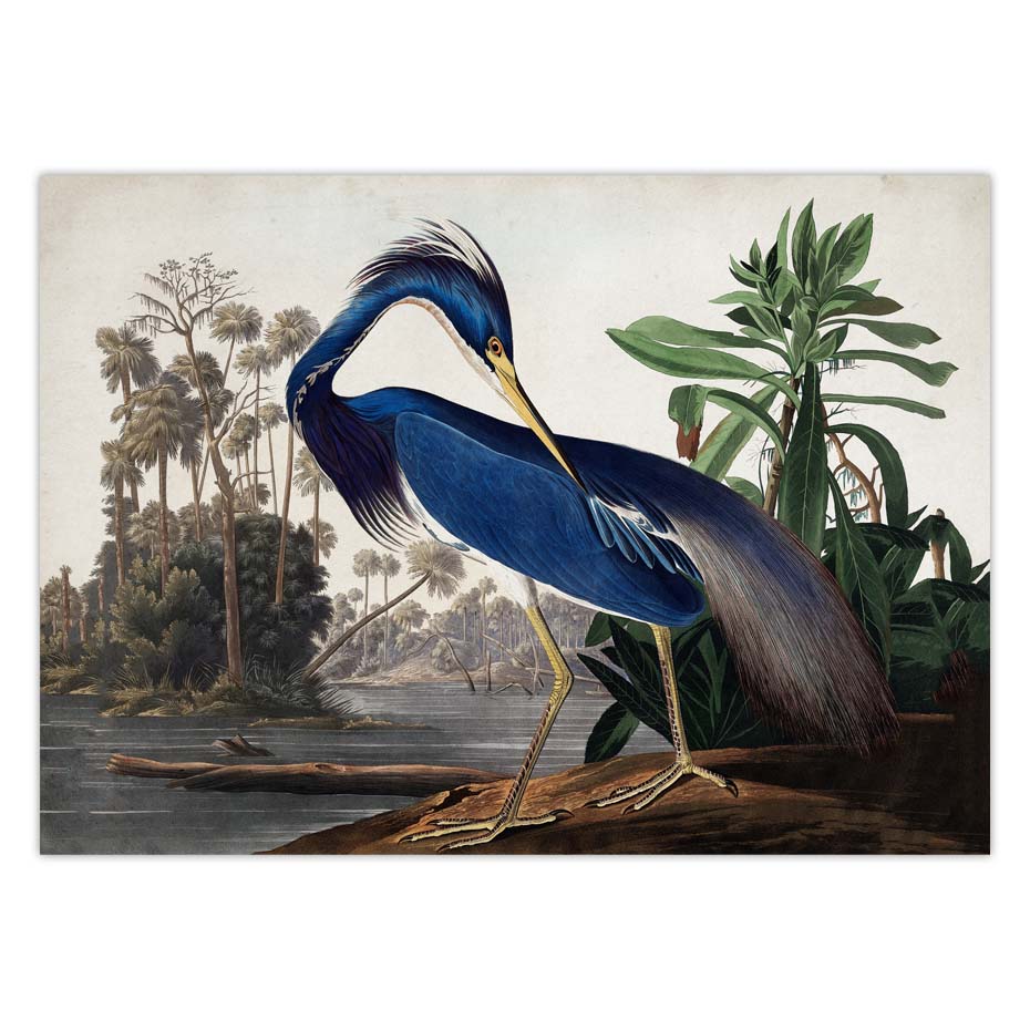 Audubon Vintage Bird Poster Canvas Print Wall Art Picture American Heron Swan Roseate Spoonbill Scarlet Lbis Blue Crane Decor