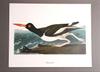 [USED] Poster Audubon Bird Illustration Sheet American Birds Oystercatcher