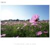 SONY Zoom Lens E F4 OSS for Sony SEL1018 Wide-Angle 10-18mm E-mount, APS-C only,
