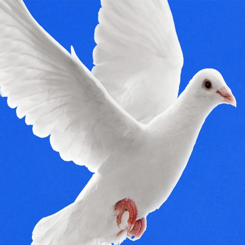 Фото обои потолок 3D голубое небо белые облака цветочные ветки белые голуби большая настенная живопись украшение гостиной