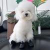 4PCS Adjustable Dog Mesh Shoes Waterproof Pet Paw Protector Portable Pet Boots  Outdoor Walking