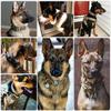 Adjustable Tactical Dog Collar Dog Leash Military Nylon Buckle with Control Handle for Dog Training